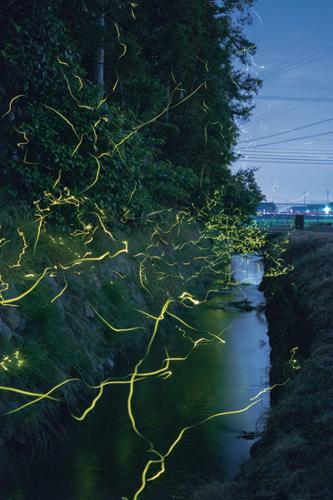 ホタルの写真。小川沿いに複数の蛍がおしりを光らせながら飛び交っている。