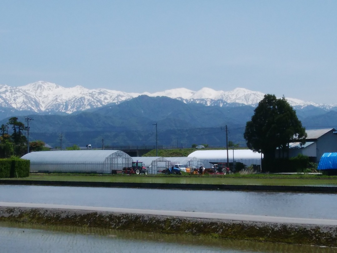 自然風景の写真。手前には田んぼが、中央にはビニールハウスが、奥には雪化粧下白い山が見える。