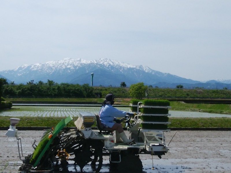 田植えをしている最中の写真。男性が田んぼの中で、大量の苗を積んだトラクターを運転している。