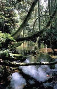 深い森の中で自然の川を横切る沢スギの幹や枝、川辺の木陰の雰囲気が伝わる情景の写真