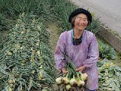 畑の畝の隣で、収穫した何本もの玉ねぎを両手に持っている生産者の女性の写真