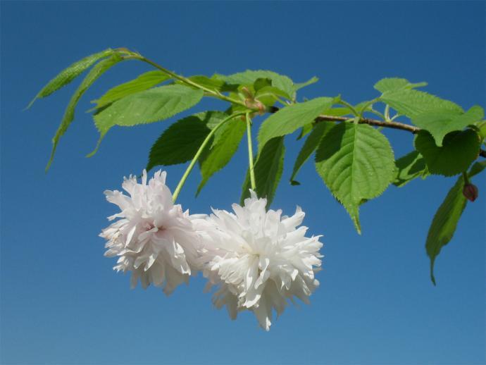 青空がバックの青々とした細い枝先の新芽に、白くて細い花びらを確りと膨らませた2つの花がお辞儀する様子を撮影した写真