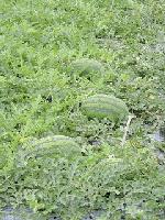 畑の地面いっぱいに広がる緑の床の中に、収穫時期の入善ジャンボ西瓜が転がっている写真