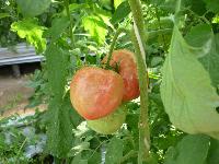 赤みを帯び始めた時期のトマトの赤い実が2つと、緑色の実が1つ茎にぶら下がった房の写真