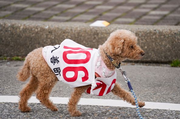 元旦マラソンに参加した犬のランナー