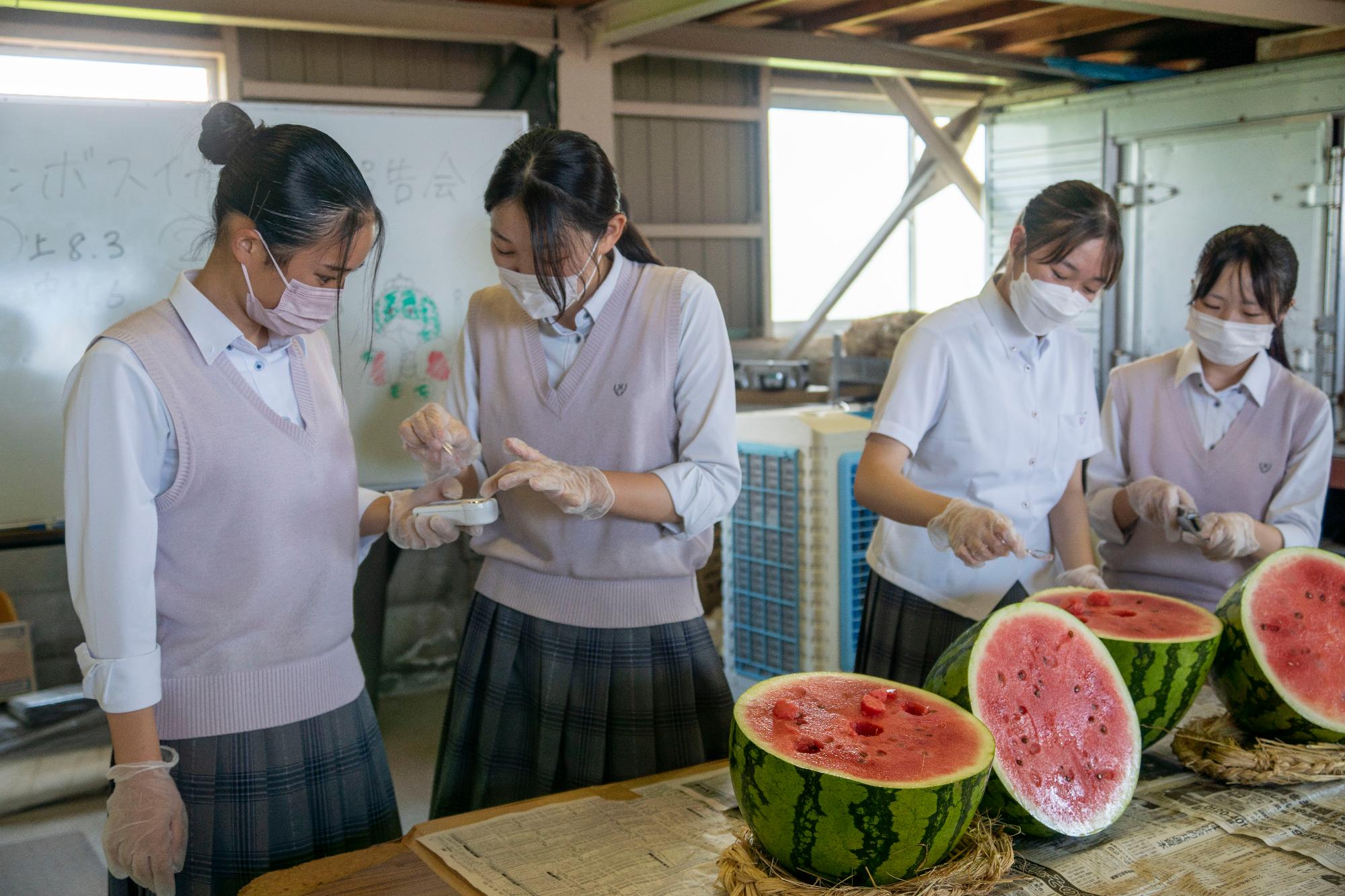 ジャンボ西瓜の糖度を測る入高生