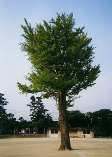晴天の入善小学校の校庭に大きな1本のイチョウの木が葉を青々付けている写真