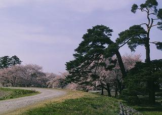 赤松と桜