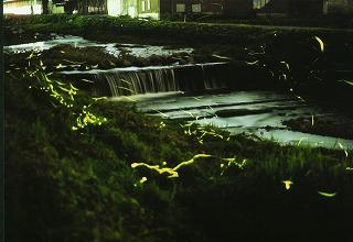 少し緑ががかった夜の川辺。川には堰があり白滝が落ちている。その手前の川辺の草の上を幾重もの黄色い光の筋をつくりながら飛び交う蛍の群れの写真