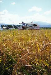 起き晴れの中、黄金色に実ったお米の収穫をする白いコンバインの写真