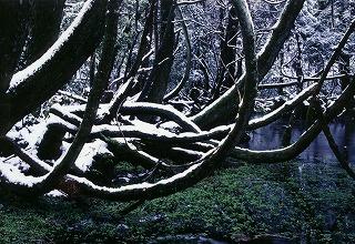 沢の上まで曲がりながらのびる沢スギの林に薄っすら雪化粧の写真