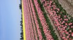 青い空と遠くにたくさん咲いている黄色チューリップを背景にピンク色のたくさんのチューリップが咲いている写真