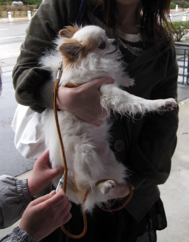 小型犬が飼い主に抱っこされ狂犬病予防注射を打たれている写真