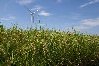 青い空の下、青々と育った田園の中に1本の風力発電の白いプロペラが建ち心地よい風が吹いているような写真